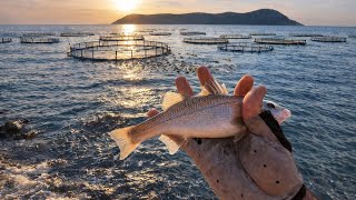 Download Lagu Thousands of Sea Bass Came to Shore! We Grabbed Our Rods and Went Fishing MP3