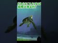 台風で帰れなくなったので家に泊めてください【タートルトーク】東京ディズニーシー#Shorts