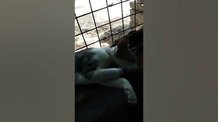 Watch the video about Funny cat videos cute cat videos #shorts