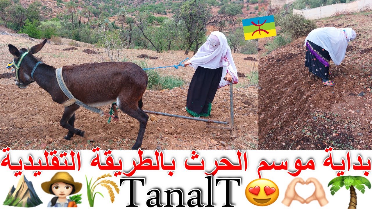 زيارة عائلية وبداية موسم الحرث🐎 بالطريقة التقليدية الاصيلة غتمازيرت🌄 🐄🧡4K🗺♓Tanalt - Tafraoute