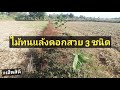 ไม้ทนแล้งดอกสวย 3 ชนิด | ปลูกป่า#19 | เฮ็ดสิดี