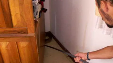 Proč je vistárie jedovatá?