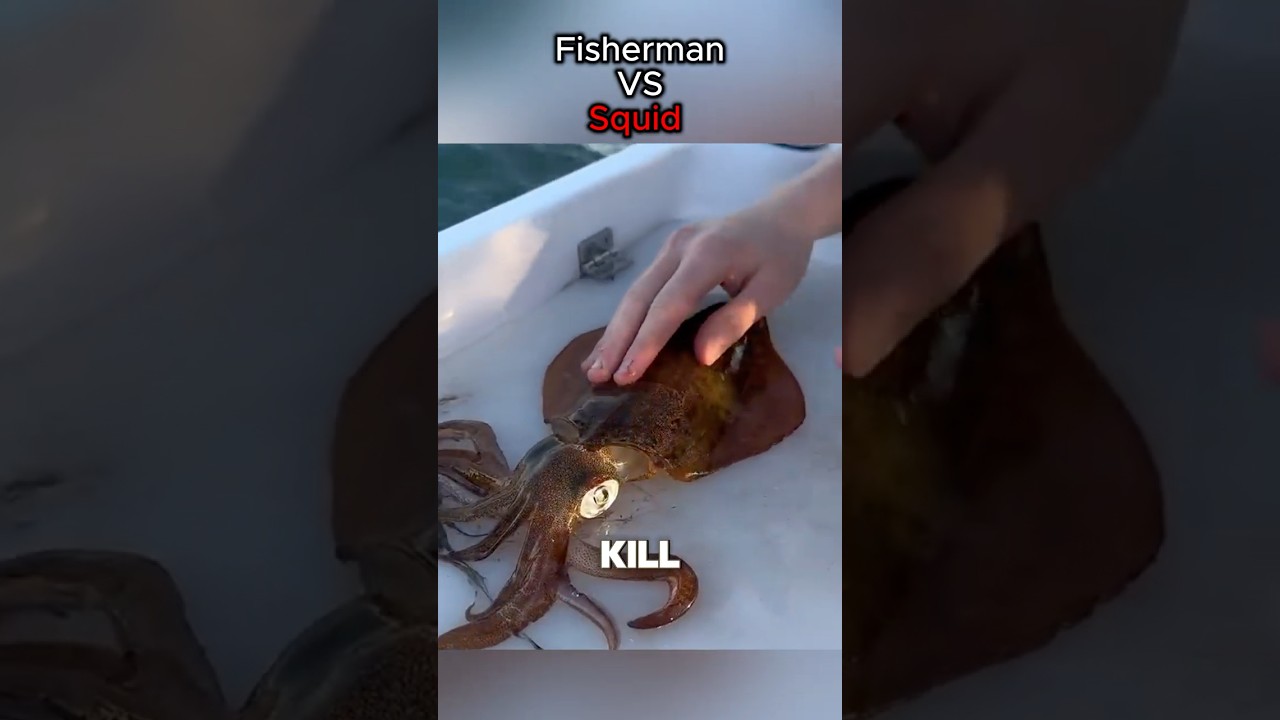 Fisherman VS Squid