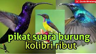 Suara Burung Kolibri Rame Cocok Buat Pikat Suara Burung Kolibri Rame Cocok Buat Pikat
