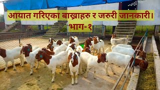 हाम्रो फार्ममा आयात गरीएको शुद्ध नसलका बोएर जातका  बाख्राहरू | भाग-१ Imported  boer goats .