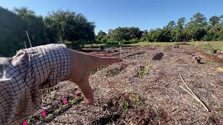 Ice Cream Beans, Mulberries, Papayas, Bananas, Okra & More! - Newest Planting Update