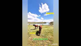 İşitin Ey Yarenler, Aşk Bir Güneşe Benzer Aşık Olmayan Kişi Misali Taşa Benzer💫