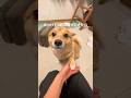 遅帰りの主にキレるポメ柴