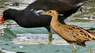 Suara pikat burung Ayaman duet Mandar/peruk/pelang Mantap