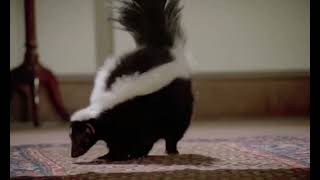 No Deposit No Return - Skunk Scene