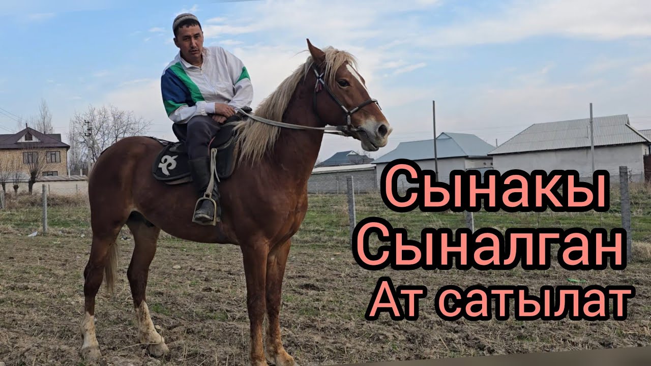 Бүгүн 20 февраль 2026 Жакшы зор сыналган Жакшы Ат чыкты сатуга #rek #атбазар #лошадки #rek #horse 