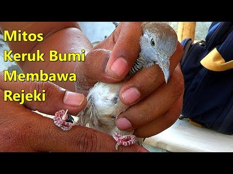 Video: Adakah burung mempunyai kaki atau talon?