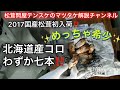 2017国産松茸初入荷!(北海道産)今年は僅かコロ7本100gからのスタートです。