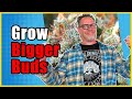 This One Trick Grows Short, Dense Plants That Grow Bigger Buds