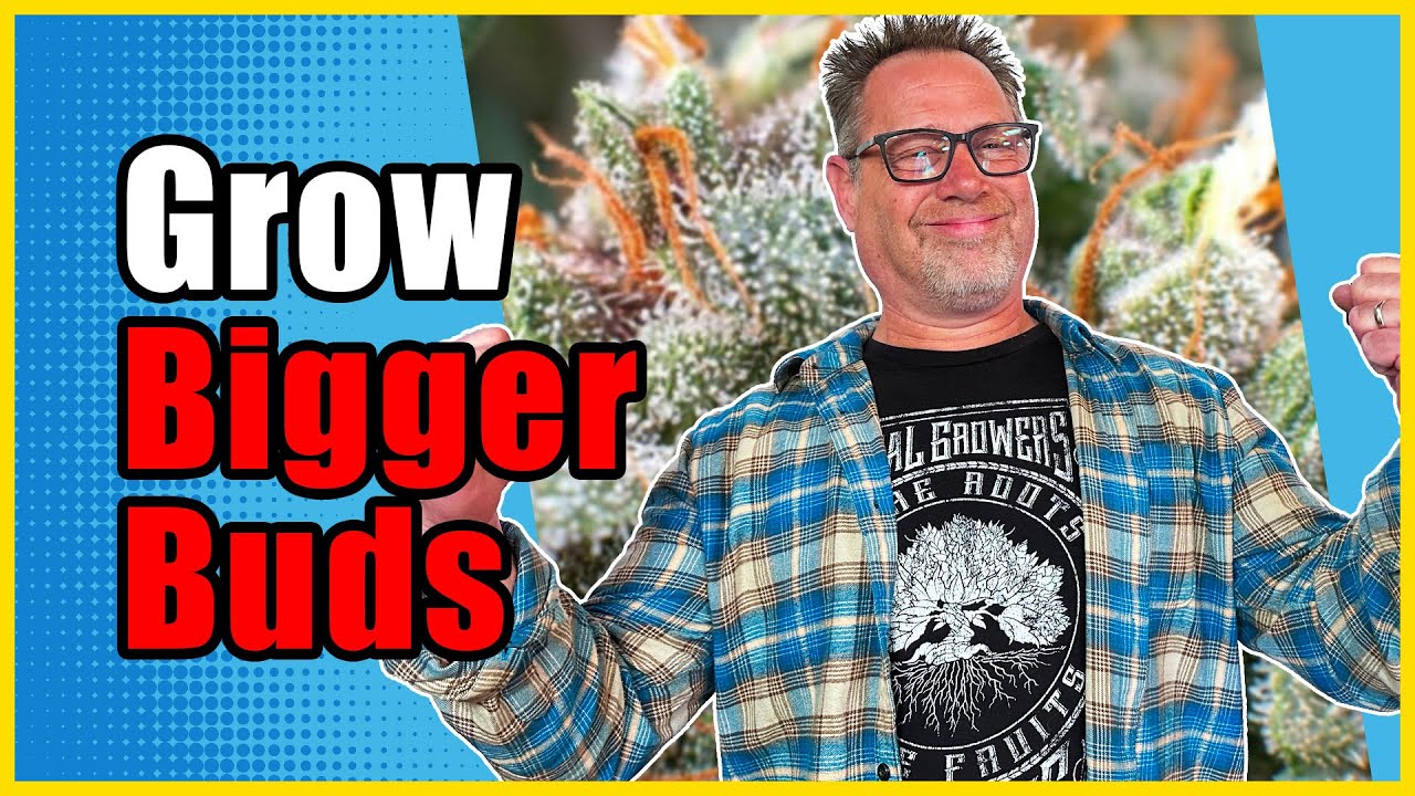 Этот трюк поможет вырастить невысокие, густые растения с более крупными соцветиями