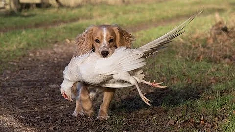 Driven Pheasant Shooting and Picking Up on Beaters Day 2018