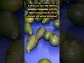🥑 Avocado: Five Interesting Facts 🥑 #shorts #trending #trendingshorts #AvocadoFacts