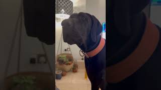 Great Dane talk #bathtime #greatdane #funnyshorts #love #youtubeshort #talkingdogs #funnydogsvideos