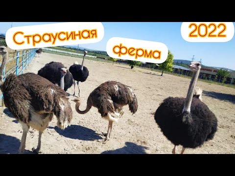 Аристей - Страусиная ферма в Анапе /Цены /Гончарные сувениры / Где отдохнуть с детьми в Анапе. #2022