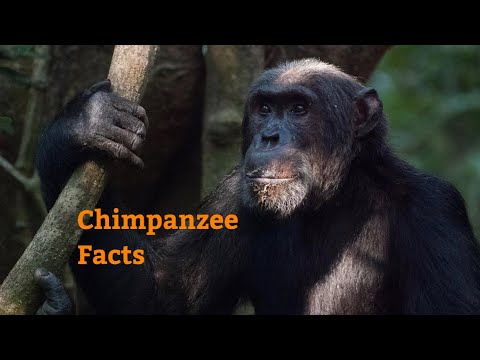chimpanzee facts gibbons chimpanzee facts gibbons
