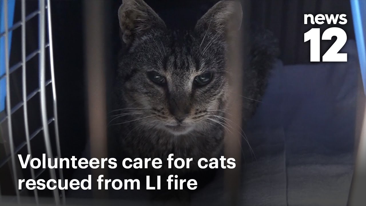 Volunteers care for hundreds of cats rescued from fire at Long Island ...
