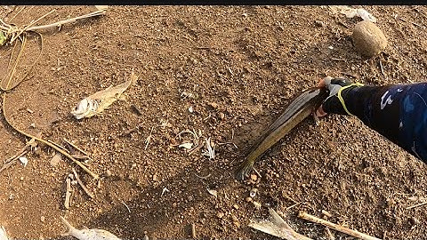 Câu cá lóc tự nhiên ở đập Núi nhan + Bàu cạn