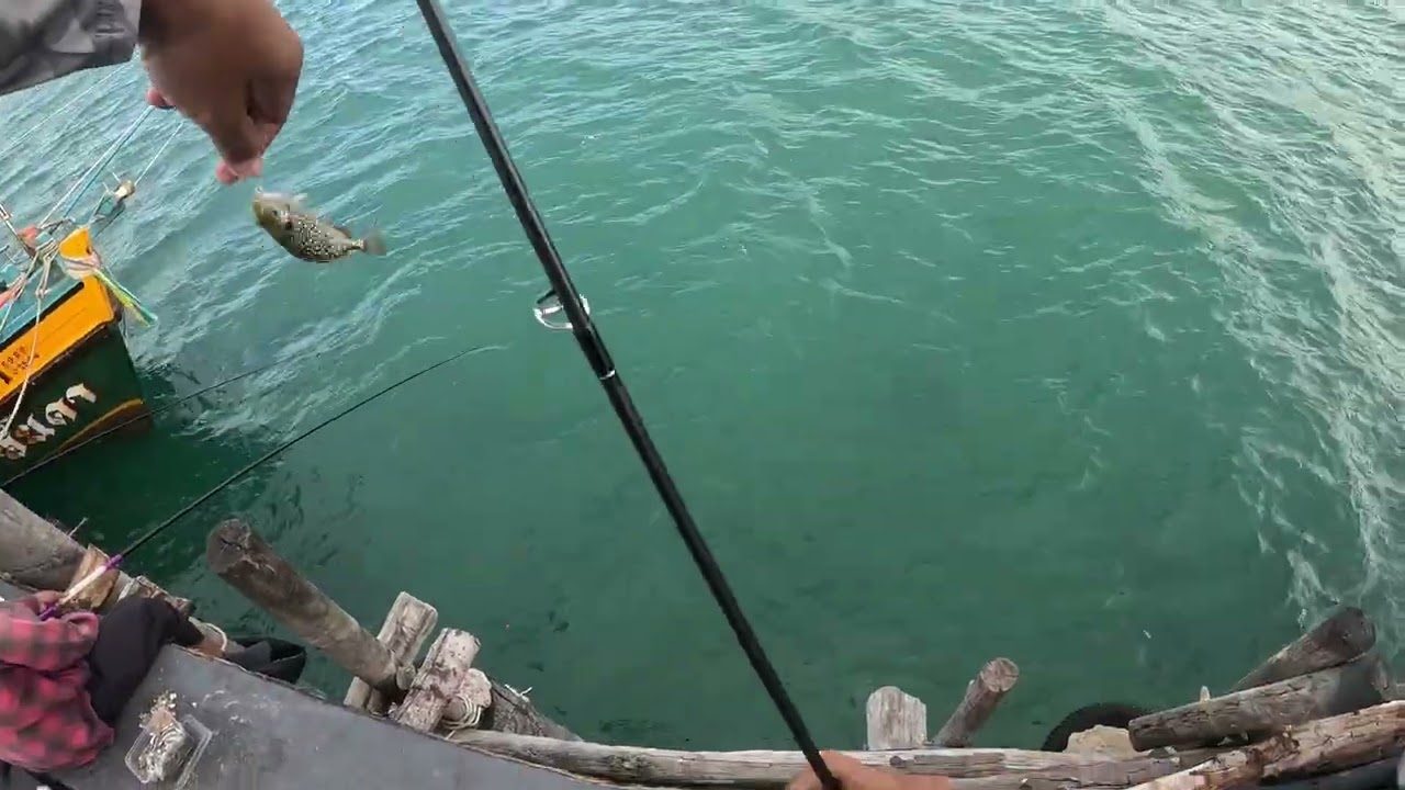 ตกปลาชายฝั่ง สะพาน หัวน้ำลง ป้าตู่