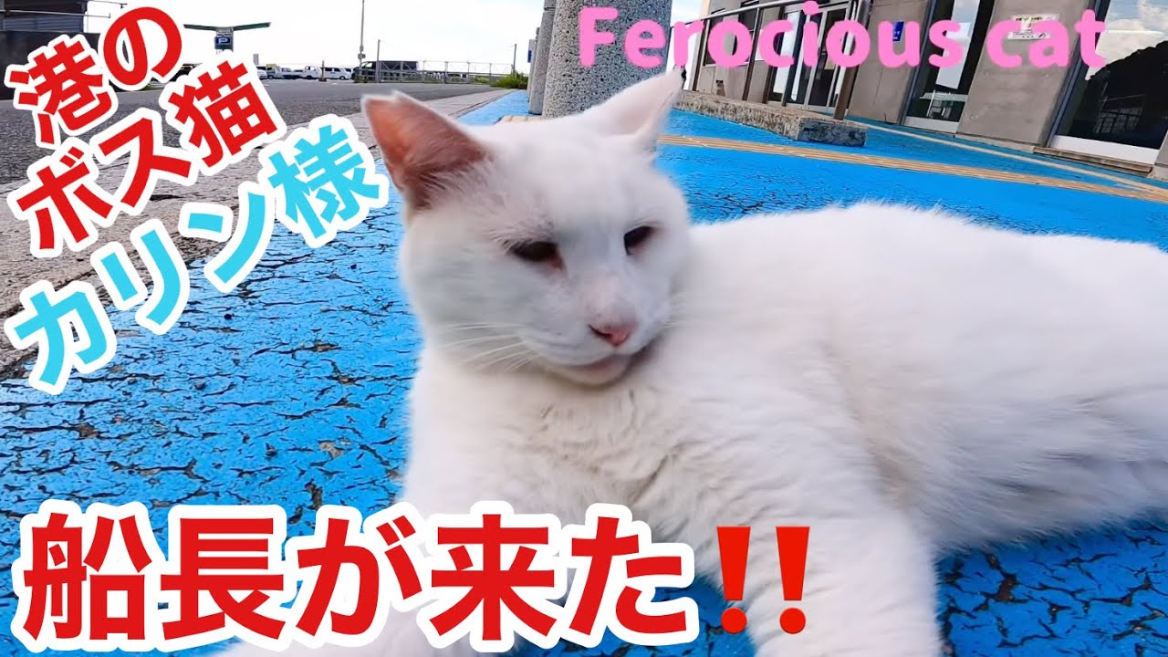 港のボス猫カリン様‼️へそ天で寝てたのに18:00船長が来たぞ Ferocious
