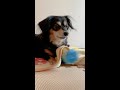 犬、謎の儀式楽しそう