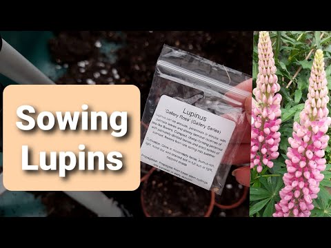 Sow With Me: Lupin 'Gallery Rose' Seeds From ETSY - UK
