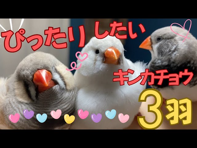 ぴったりしたいキンカチョウ3羽 オチョンマンとペーとペーター 