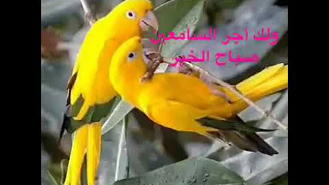 تحميل دعاء بخلفيه صوت العصافير