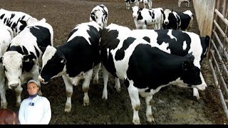 মাত্র ১ লক্ষ ২২ হাজার টাকা লটে ৫ টি ৬ মাসের প্রেগন্যান্ট হলেস্টিয়ান ফ্রিজিয়ান বকনা