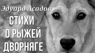 Эдуард Асадов "Стихи о рыжей дворняге" Стихи до слёз. Любимые стихи