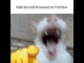 If Bella the wolf was banned
