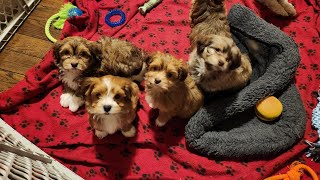 Honey's puppies at 7 weeks old! born 2/14/24! part 1