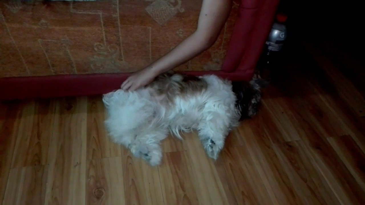 EXTREMELY CUTE DOGE WIGGLING HER LEG WHILE BEING TICKLED(VERY CUTE!!! Clickbait)