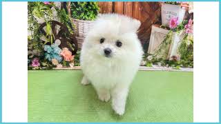 ポメラニアン。白 760846 ポメラニアン - YouTube