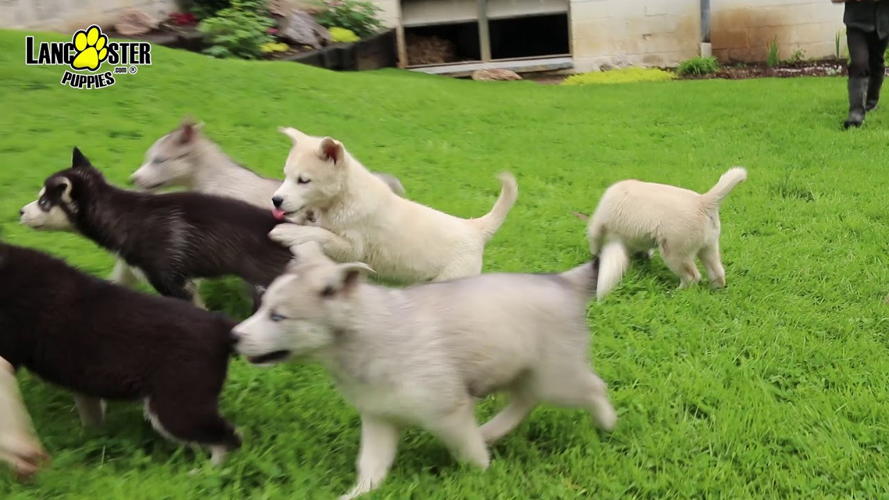 Huskimo Puppies