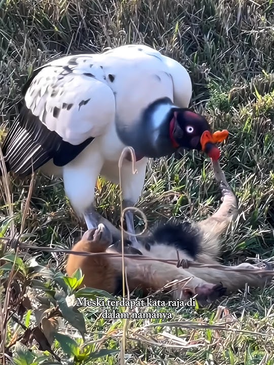 Rajanya Pemakan Bangkai #birds #shortvideo