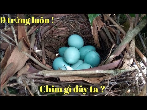 Video: Con Chim Nào đẻ Nhiều Trứng Nhất
