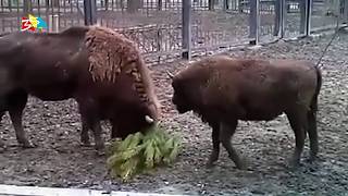 Объектив 18 01 19 Николаевцев призывают отдавать новогодние елки в зоопарк