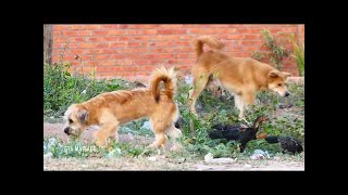 Golden Retriever Vs Old English SheepDog in Khnar Thmey Village | Rural Dogs #018
