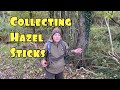 Collecting Hazel Sticks. Don’t forget to Subscribe.