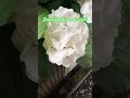 Night to remember this flowers #viral #ytshorts #youtube #flowers