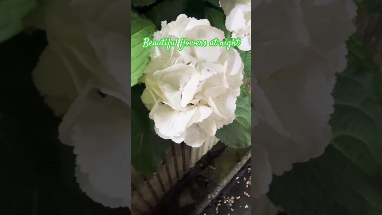 Night to remember this flowers #viral #ytshorts #youtube #flowers