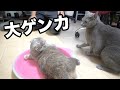 おうくんは六獣の王です・・・1つの爪研ぎ6匹で取り合い(汗) #山田猫 #猫まみれ