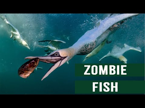 THE KILLER ZOMBIE FISH AND OTHER DEADLY CREATURES OF THE DEEP