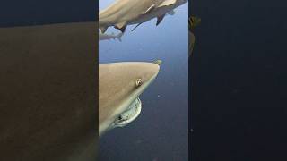 Poor Shark with a Broken Jaw ??? viral shark scubadiving marinelife