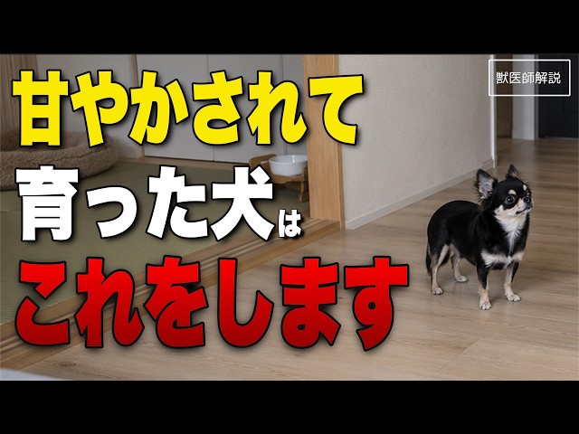基本の使い方と機能紹介》飛び出し防止用ストラップ｜愛犬の安全対策に